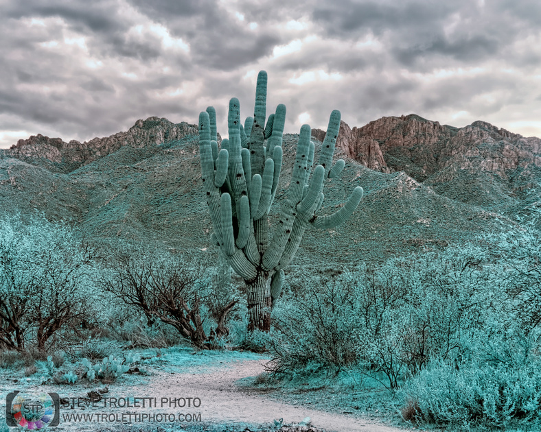 Saguaro Cactus - Arizona - INFRARED