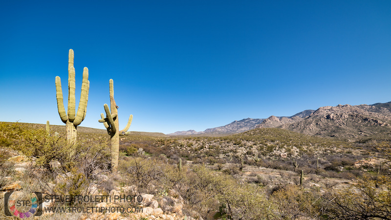 Saguaro Cactus Arizona