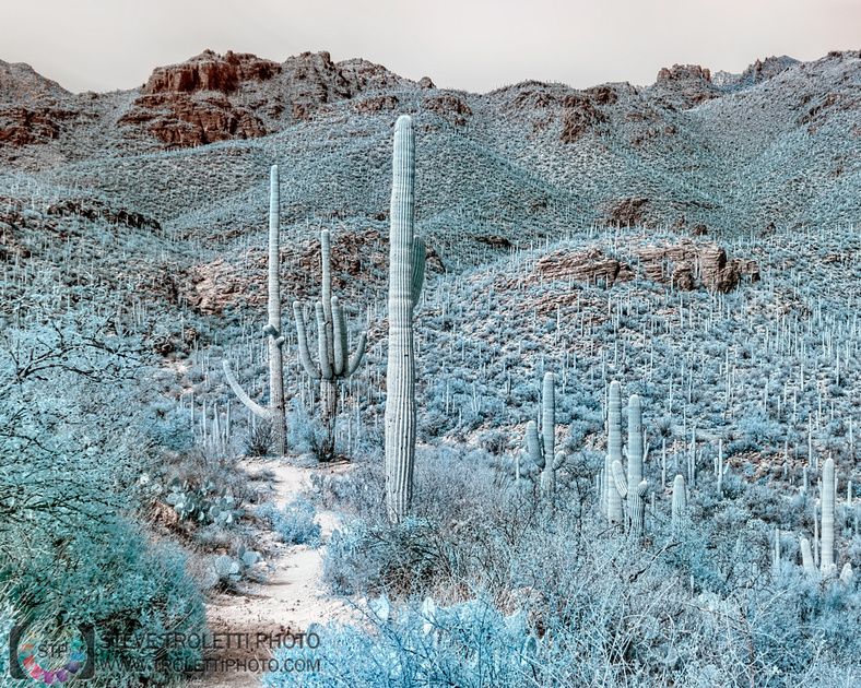 Saguaro Cactus - Arizona - INFRARED