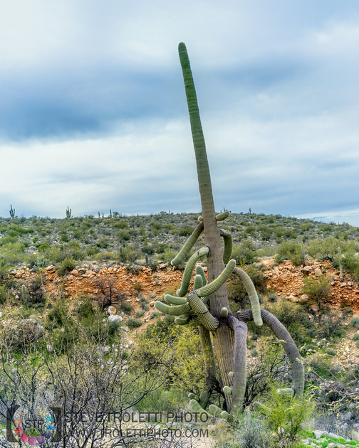 Saguaro Cactus Arizona